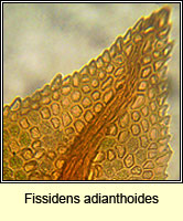 Fissidens adianthoides, Maidenhair Pocket-moss