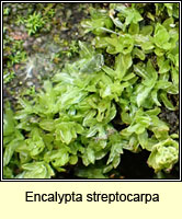 Encalypta streptocarpa, Spiral Extinguisher-moss