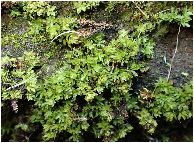 Encalypta streptocarpa, Spiral Extinguisher-moss