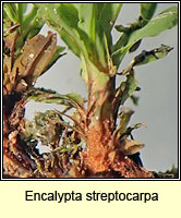 Encalypta streptocarpa, Spiral Extinguisher-moss