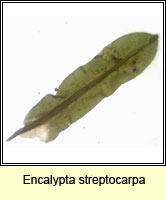 Encalypta streptocarpa, Spiral Extinguisher-moss