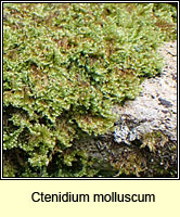 Ctenidium molluscum, Comb-moss