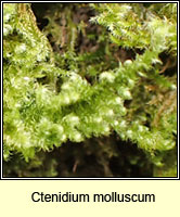 Ctenidium molluscum, Comb-moss