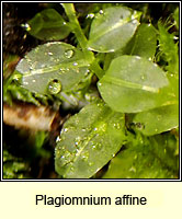 Plagiomnium affine, Many-fruited Thyme-moss