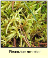 Pleurozium schreberi, Red-stemmed Feather-moss