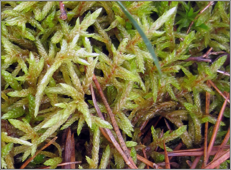 Pleurozium schreberi, Red-stemmed Feather-moss