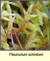 Pleurozium schreberi, Red-stemmed Feather-moss