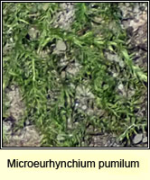 Microeurhynchium pumilum, Dwarf Feather-moss