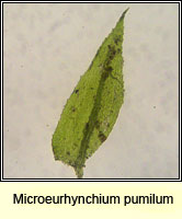 Microeurhynchium pumilum, Dwarf Feather-moss