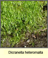 Dicranella heteromalla, Silky Forklet-moss