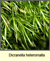 Dicranella heteromalla, Silky Forklet-moss