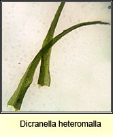 Dicranella heteromalla, Silky Forklet-moss