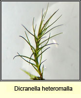 Dicranella heteromalla, Silky Forklet-moss