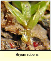 Bryum rubens, Crimson-tuber Thread-moss