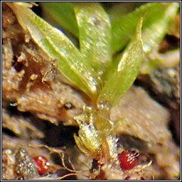 Bryum rubens, Crimson-tuber Thread-moss