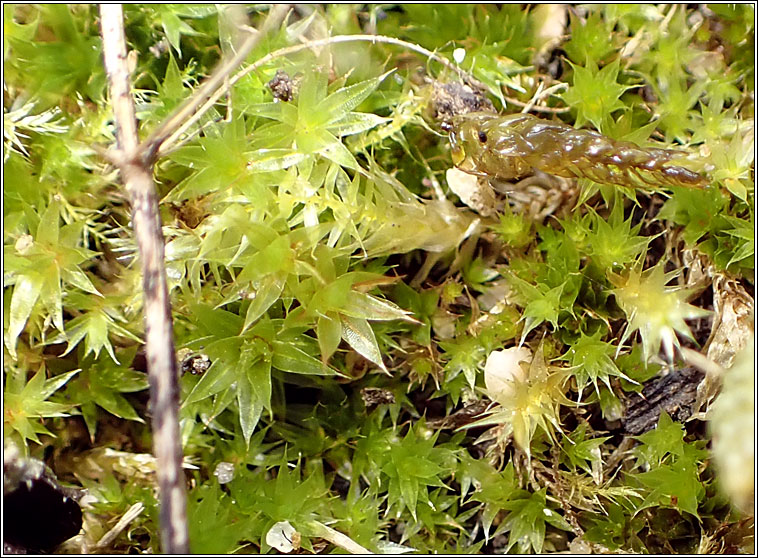 Bryum rubens, Crimson-tuber Thread-moss