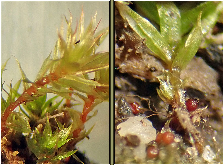 Bryum rubens, Crimson-tuber Thread-moss