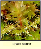 Bryum rubens, Crimson-tuber Thread-moss