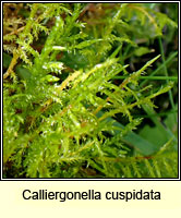 Calliergonella cuspidata, Pointed Spear-moss