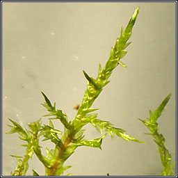 Calliergonella cuspidata, Pointed Spear-moss