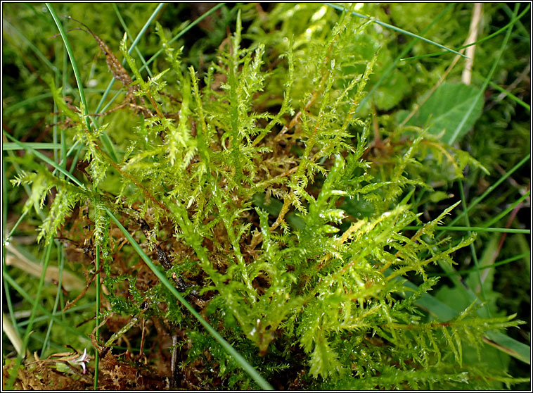 Calliergonella cuspidata, Pointed Spear-moss