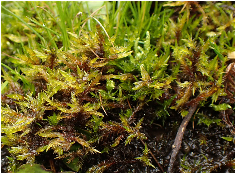 Calliergonella cuspidata, Pointed Spear-moss