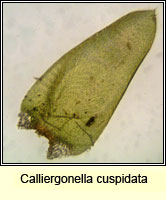 Calliergonella cuspidata, Pointed Spear-moss