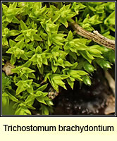 Trichostomum brachydontium, Variable Crisp-moss