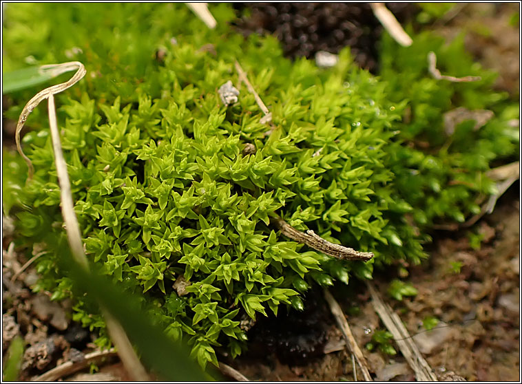 Trichostomum brachydontium, Variable Crisp-moss