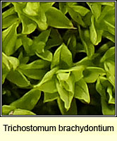 Trichostomum brachydontium, Variable Crisp-moss