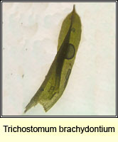 Trichostomum brachydontium, Variable Crisp-moss