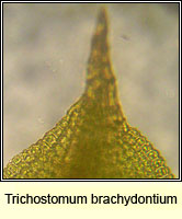 Trichostomum brachydontium, Variable Crisp-moss