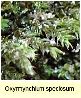 Oxyrrhynchium speciosum, Showy Feather-moss