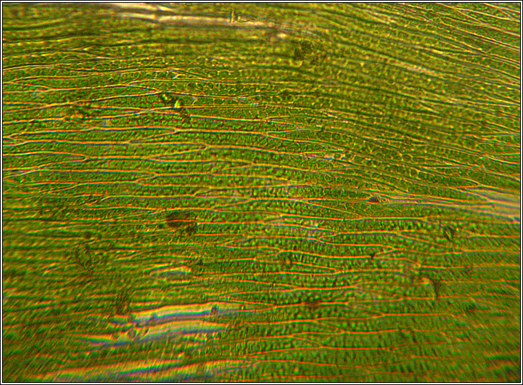 Oxyrrhynchium speciosum, Showy Feather-moss