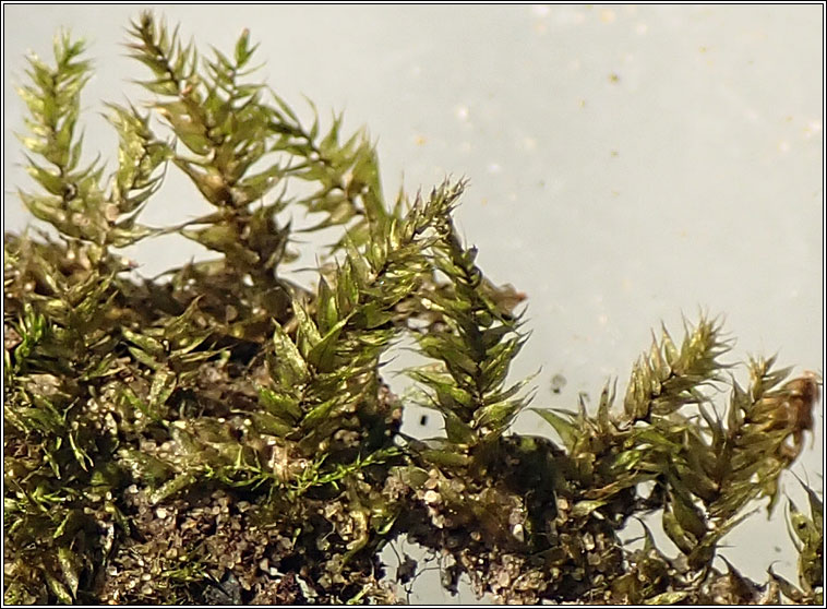 Oxyrrhynchium speciosum, Showy Feather-moss