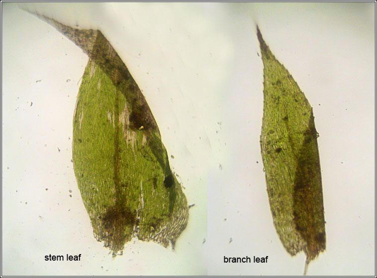 Oxyrrhynchium speciosum, Showy Feather-moss