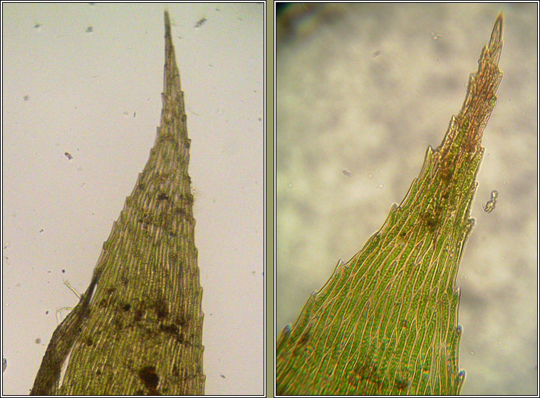 Oxyrrhynchium speciosum, Showy Feather-moss