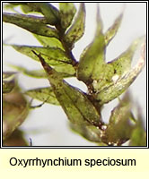 Oxyrrhynchium speciosum, Showy Feather-moss