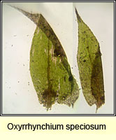 Oxyrrhynchium speciosum, Showy Feather-moss