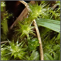 Campylium stellatum, Yellow Starry Feather-moss