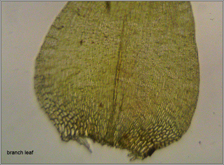 Campylium stellatum, Yellow Starry Feather-moss