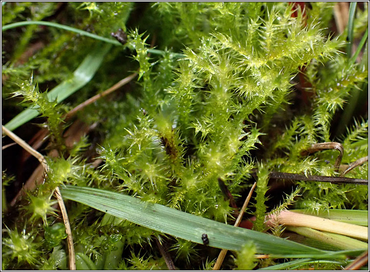 Campylium stellatum, Yellow Starry Feather-moss