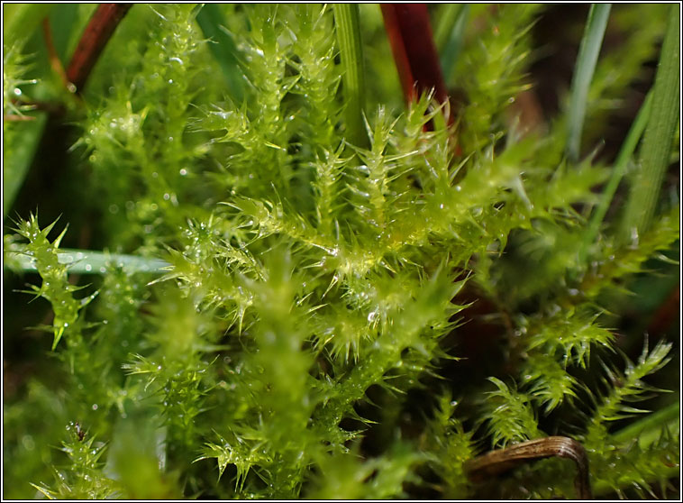 Campylium stellatum, Yellow Starry Feather-moss