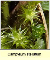 Campylium stellatum, Yellow Starry Feather-moss