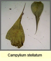 Campylium stellatum, Yellow Starry Feather-moss