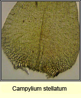 Campylium stellatum, Yellow Starry Feather-moss