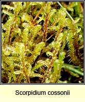 Scorpidium cossonii, Intermediate Hook-moss