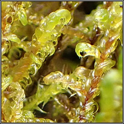 Scorpidium cossonii, Intermediate Hook-moss