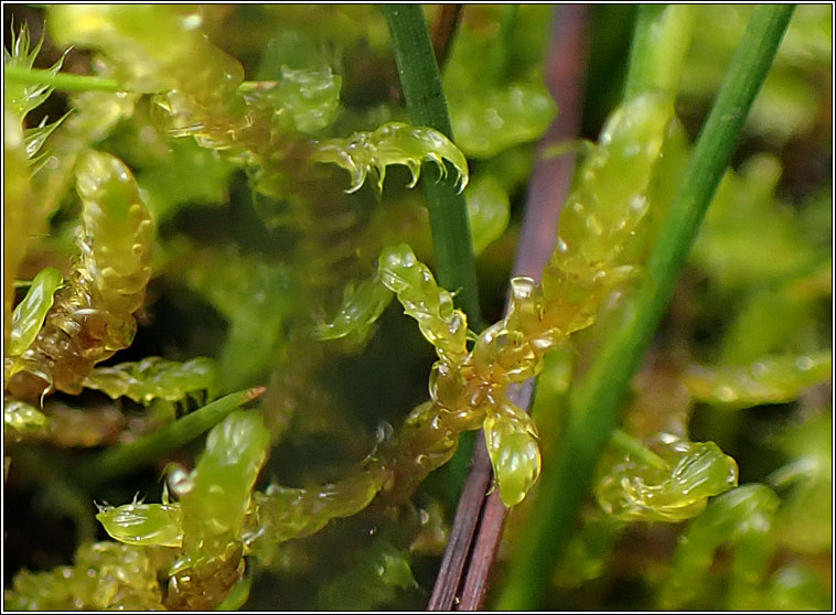 Scorpidium cossonii, Intermediate Hook-moss