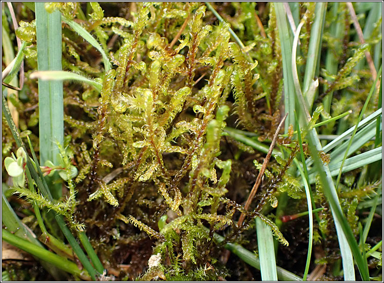 Scorpidium cossonii, Intermediate Hook-moss